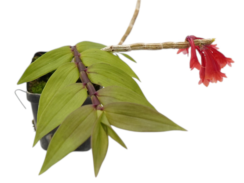 Dendrobium tiongii x Dendrobium chrysopterum