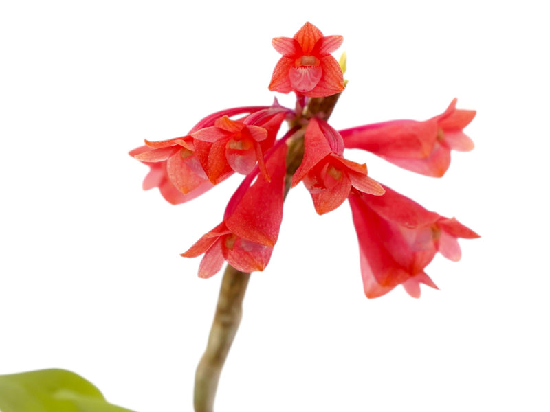 Dendrobium tiongii x Dendrobium chrysopterum