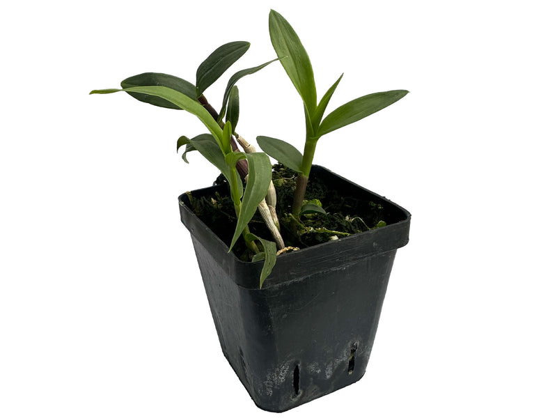 Dendrobium tiongii x Dendrobium chrysopterum