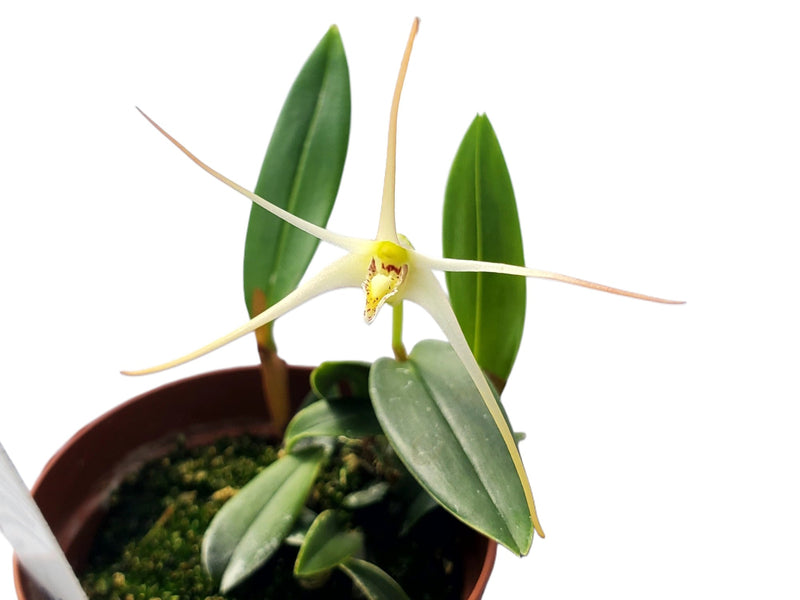 Dendrobium tipula