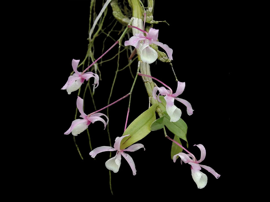 Dendrobium tortile