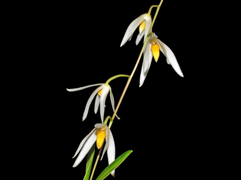 Dendrobium treacherianum alba