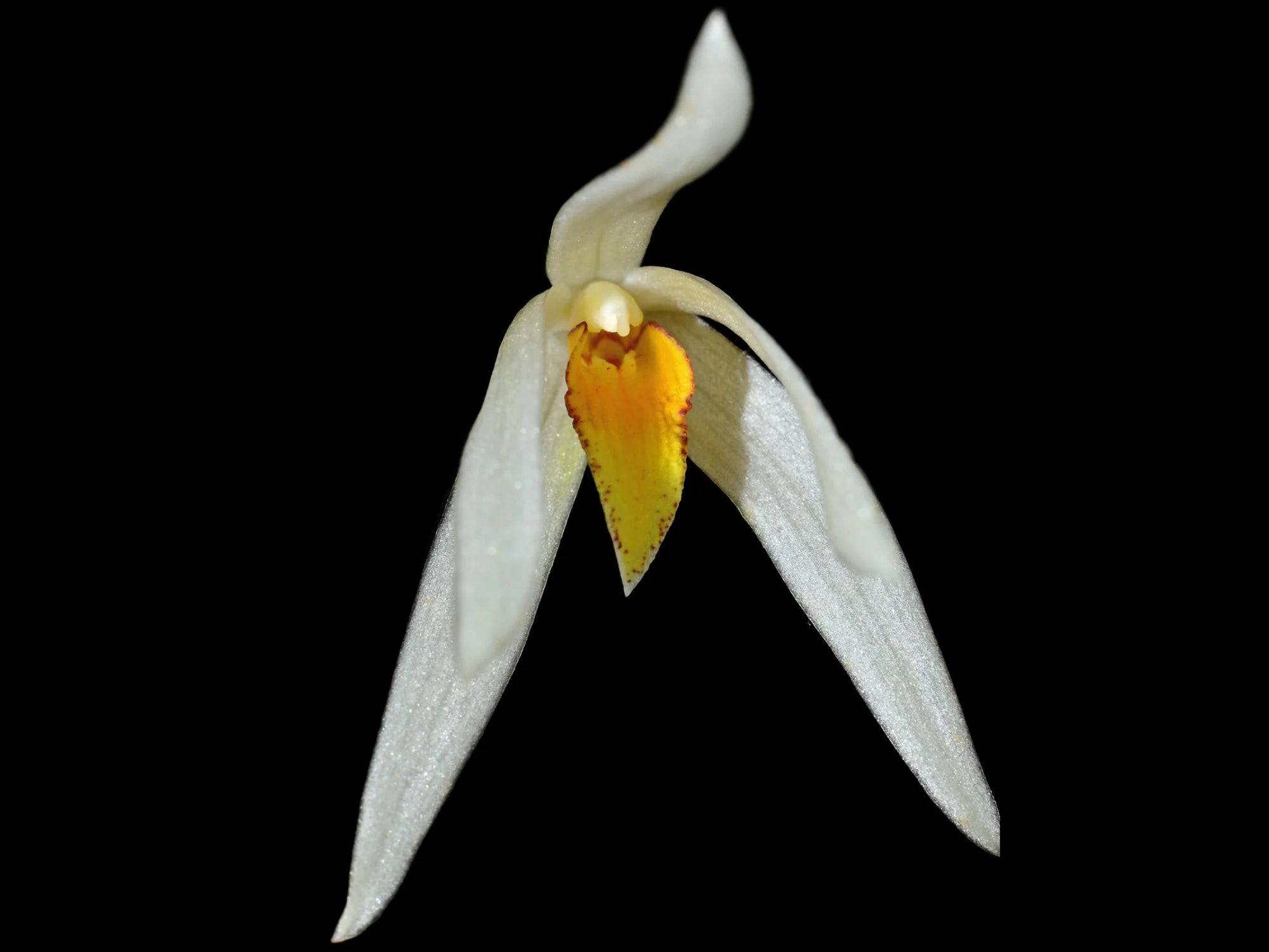 Dendrobium treacherianum alba