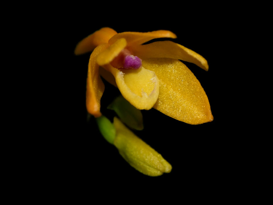 Dendrobium trichostomum f. xanthinum