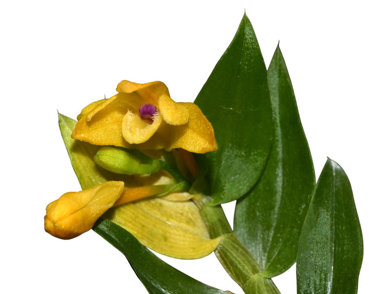 Dendrobium trichostomum yellow purple leaf x green leaf