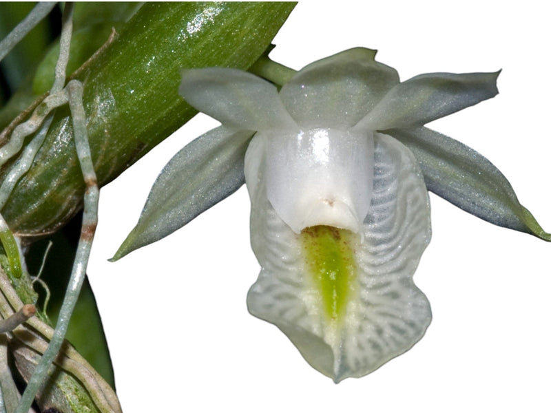 Dendrobium trinervium