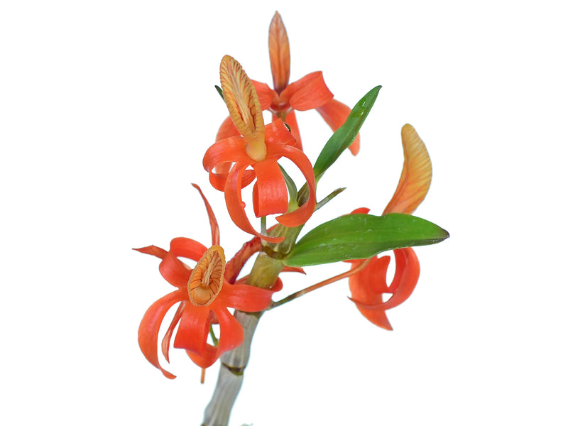 Dendrobium unicum