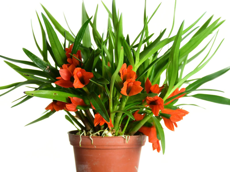 Dendrobium vexillarius