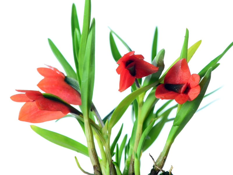 Dendrobium vexillarius orange x red