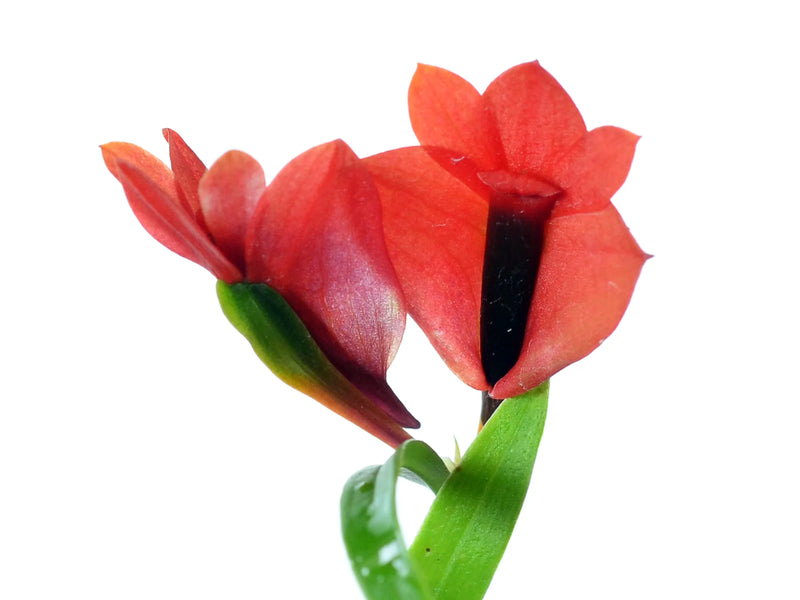 Dendrobium vexillarius orange x red