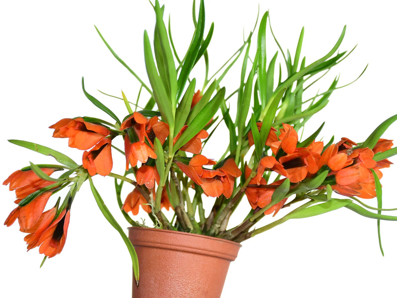 Dendrobium vexillarius orange x red