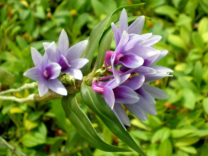 Dendrobium victoriae-reginae