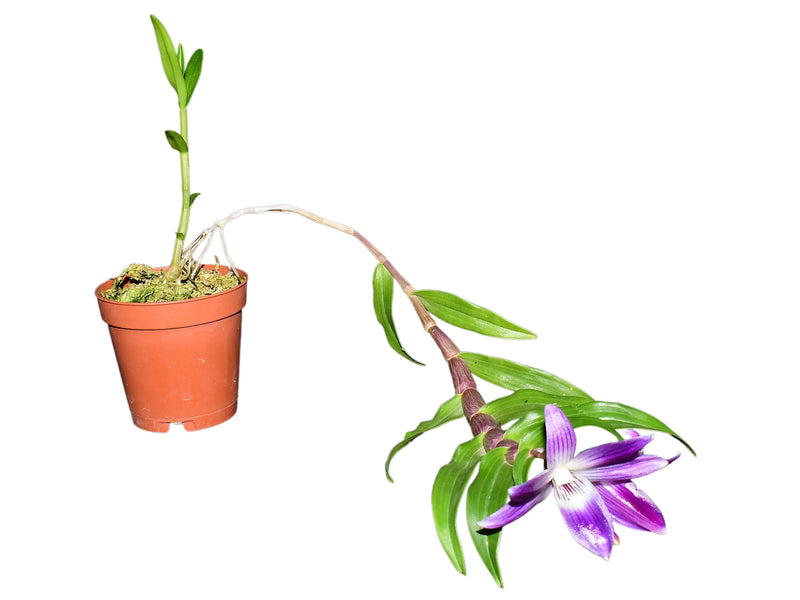 Dendrobium victoriae-reginae