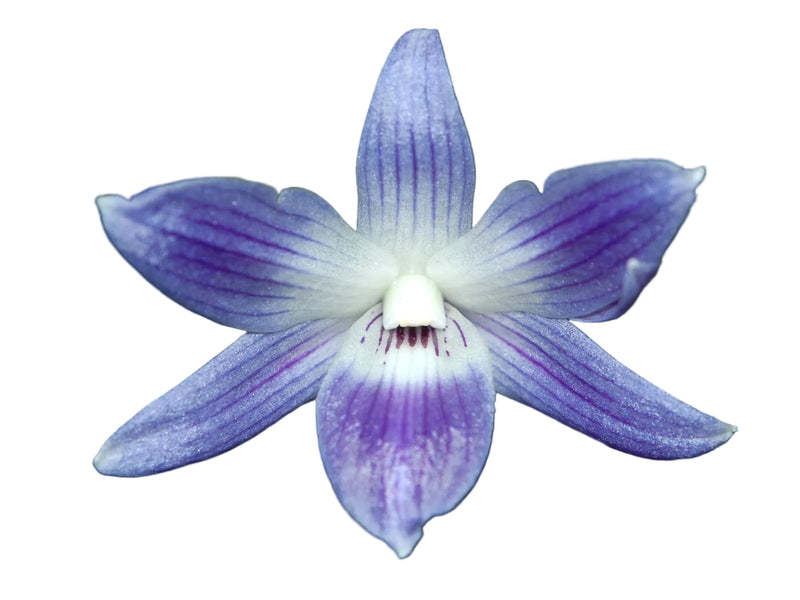 Dendrobium victoriae-reginae