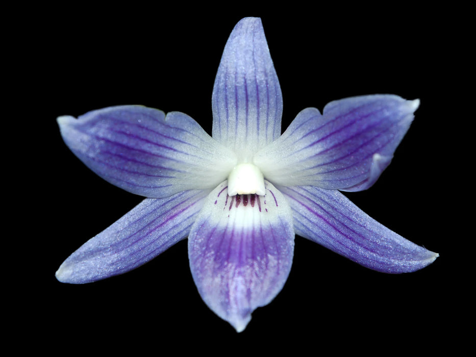 Dendrobium victoriae-reginae