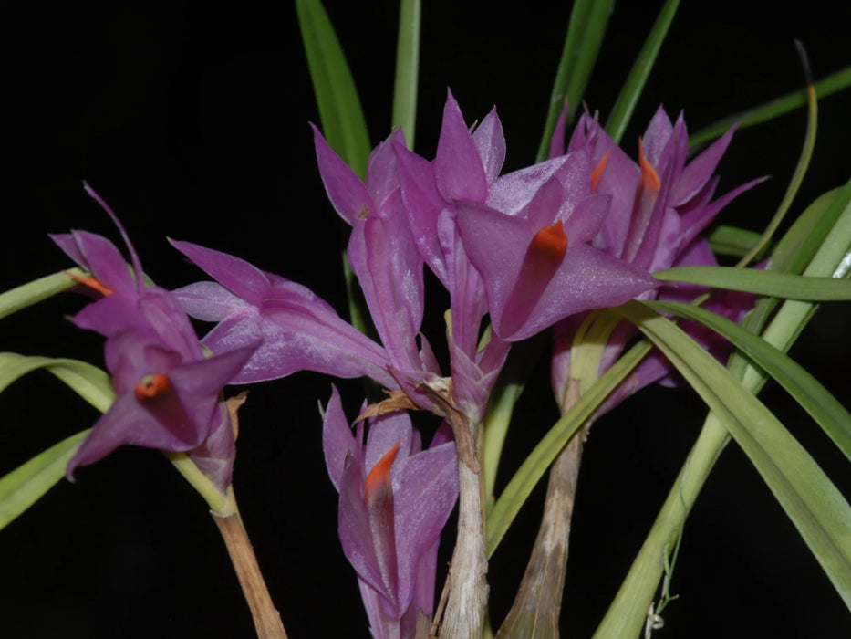 Dendrobium violaceum