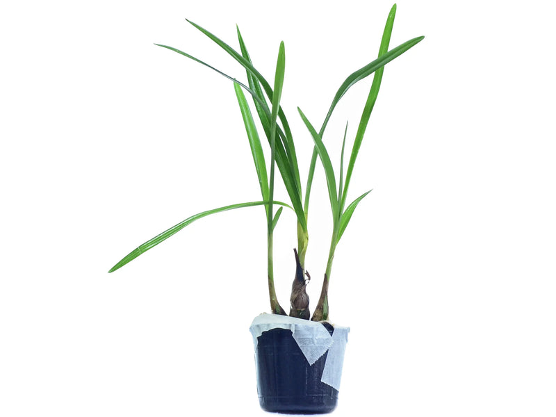 Dendrobium violaceum f. pink x f. blue