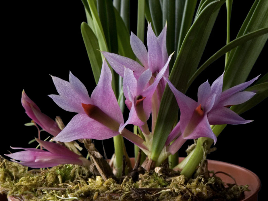 Dendrobium violaceum