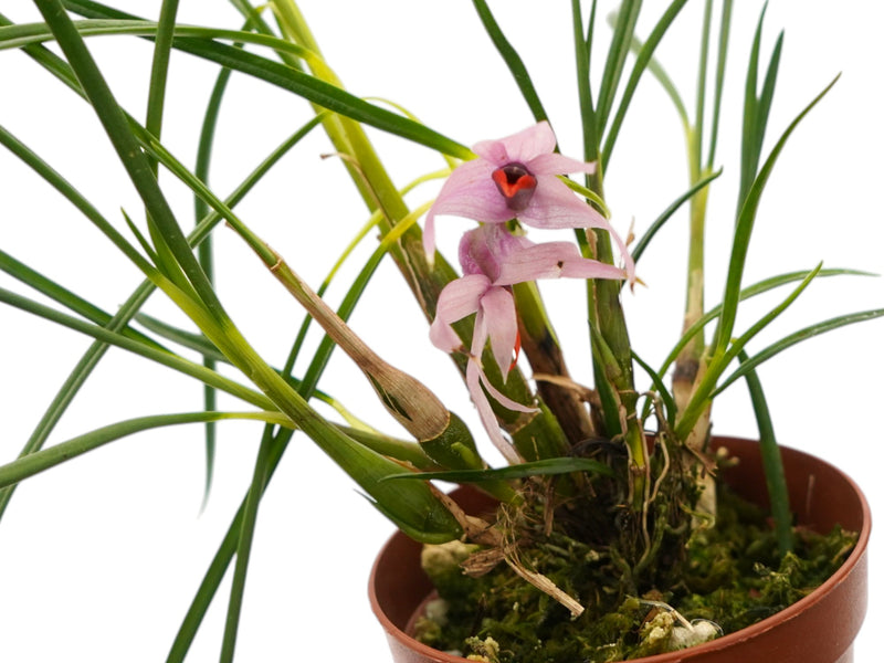 Dendrobium violaceum var. cyperifolium