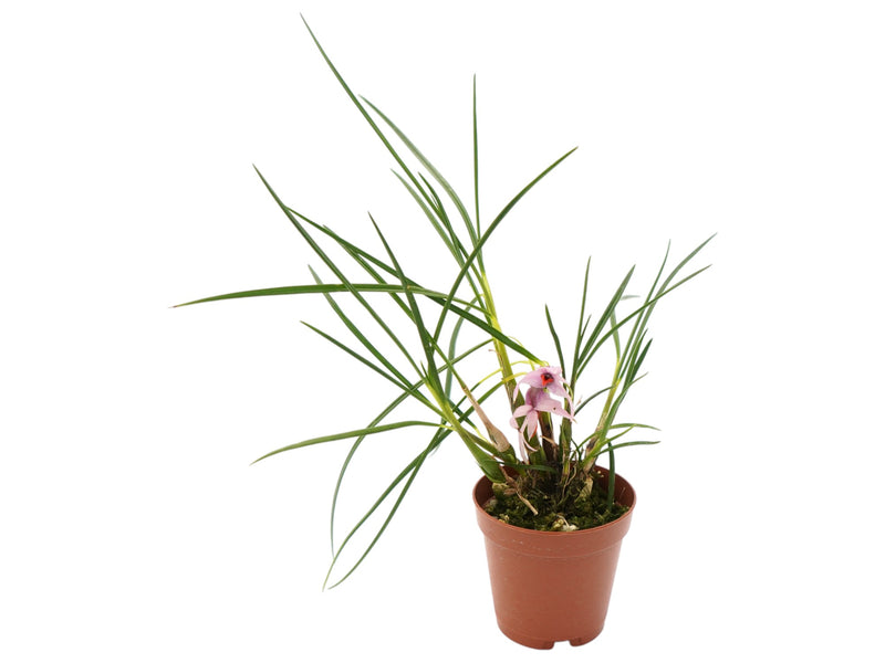 Dendrobium violaceum var. cyperifolium