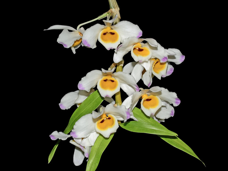 Dendrobium wardianum