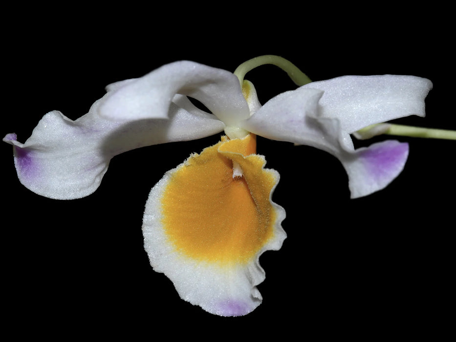 Dendrobium wardianum