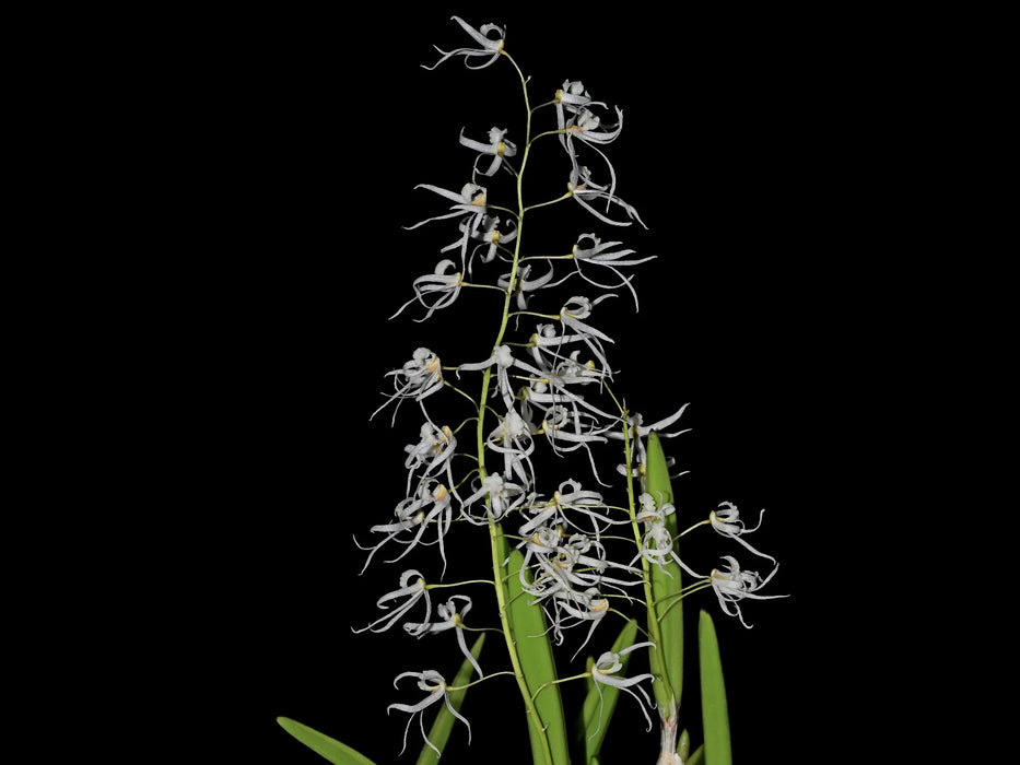 Dendrobium wassellii