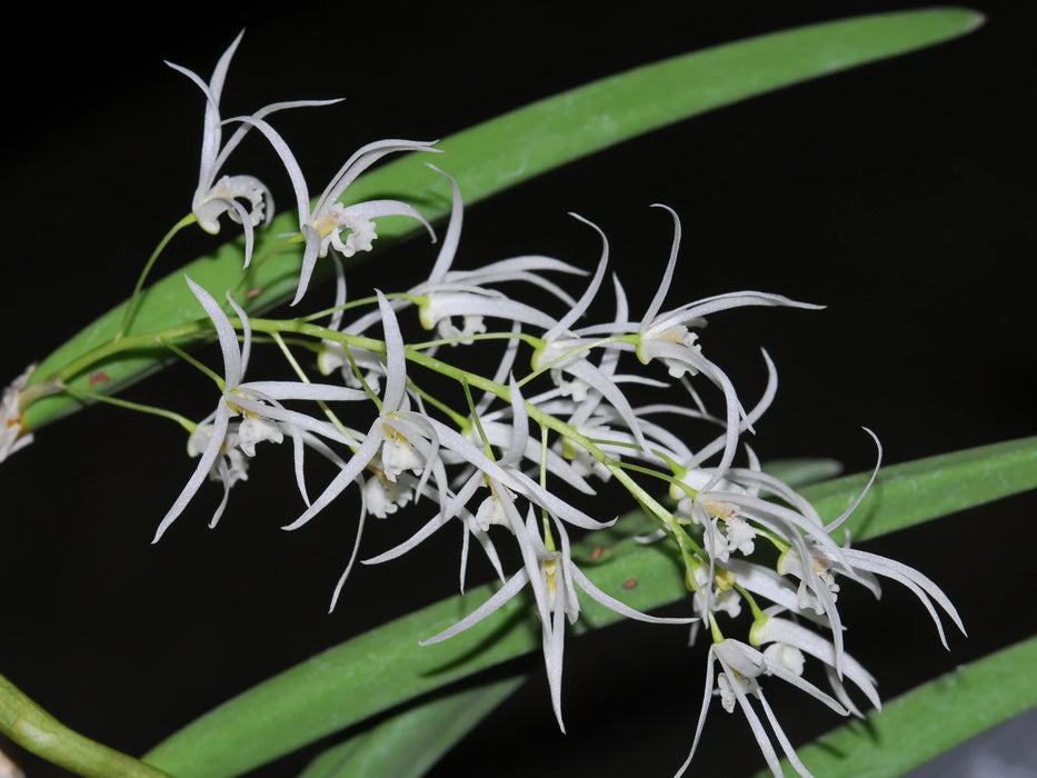 Dendrobium wassellii