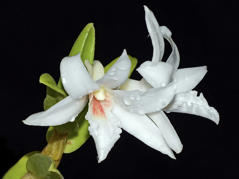 Dendrobium wattii