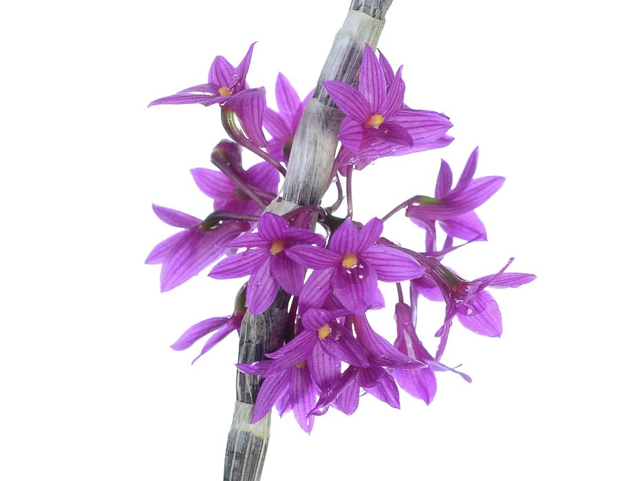 Dendrobium x usitae