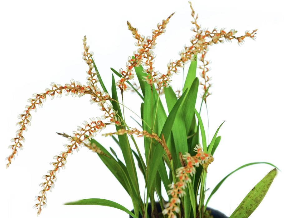 Dendrochilum apoense