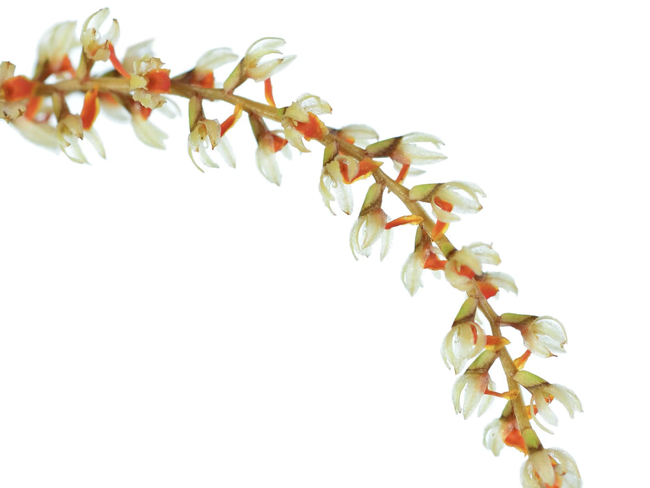 Dendrochilum apoense