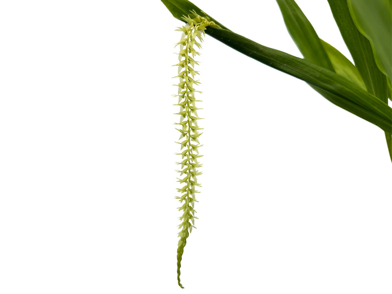 Dendrochilum auriculare