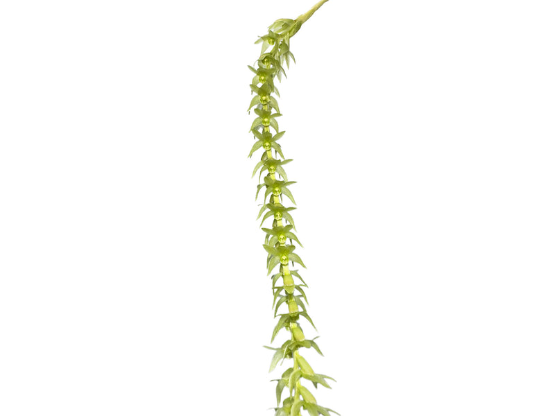 Dendrochilum auriculare