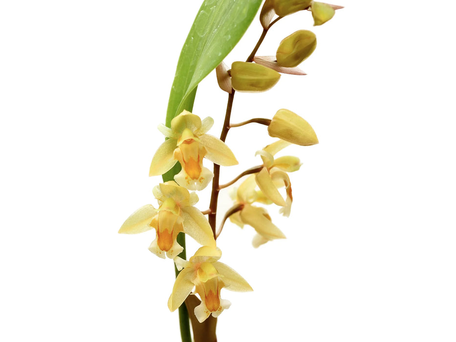 Dendrochilum auriculare