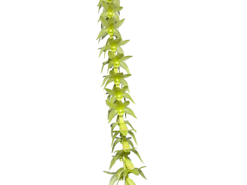 Dendrochilum auriculare