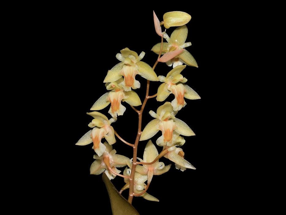 Dendrochilum auriculare