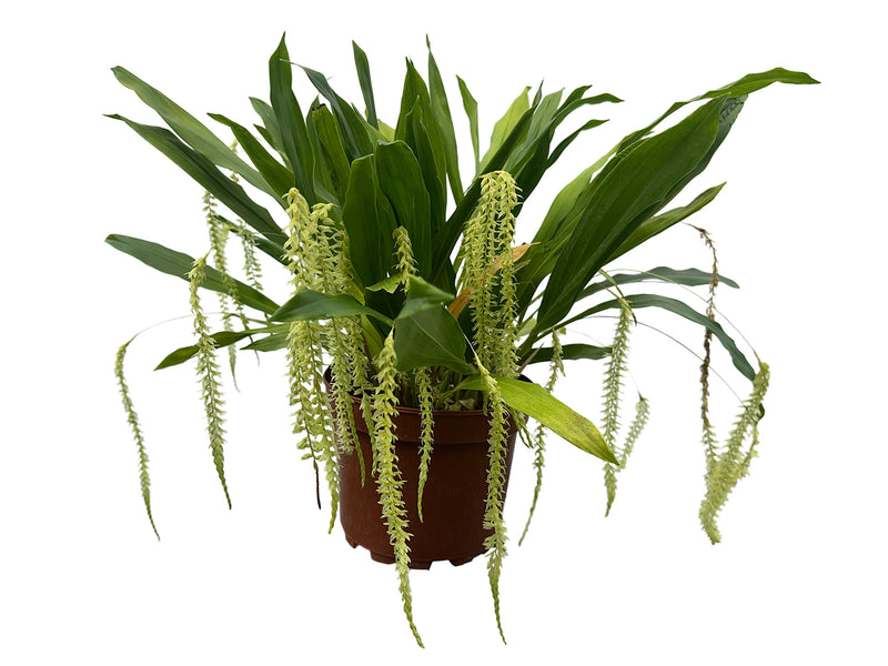 Dendrochilum auriculare