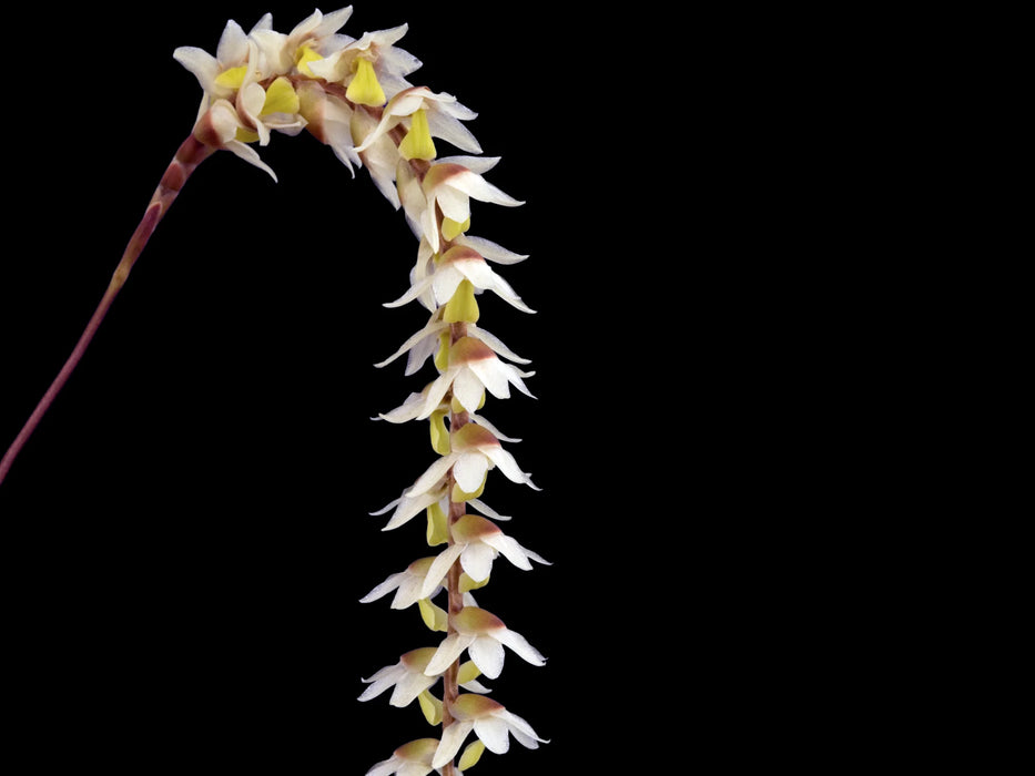 Dendrochilum cobbianum