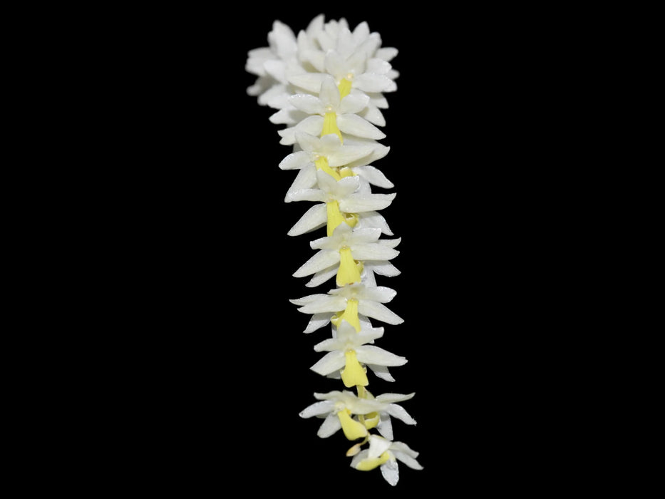 Dendrochilum cobbianum