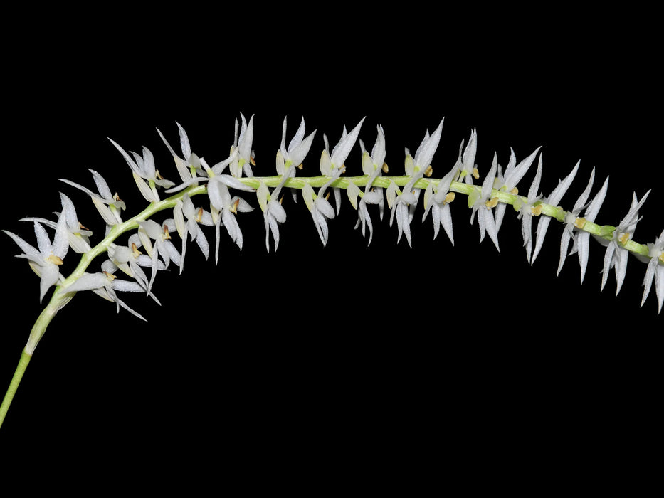 Dendrochilum glumaceum