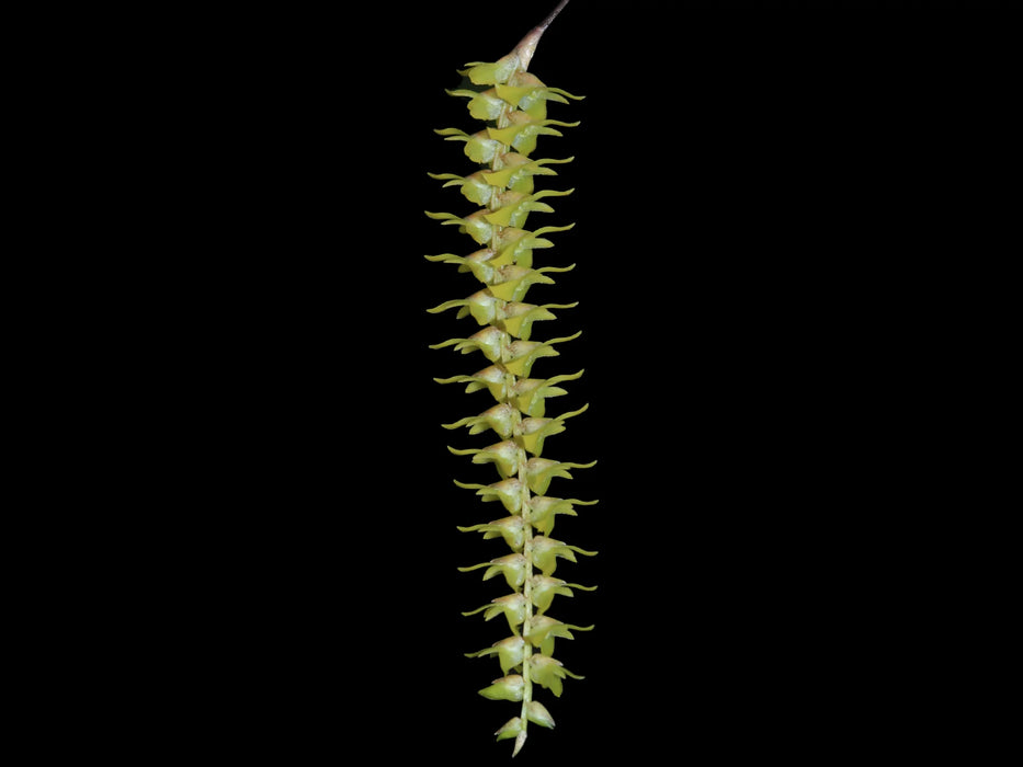 Dendrochilum saccolabium