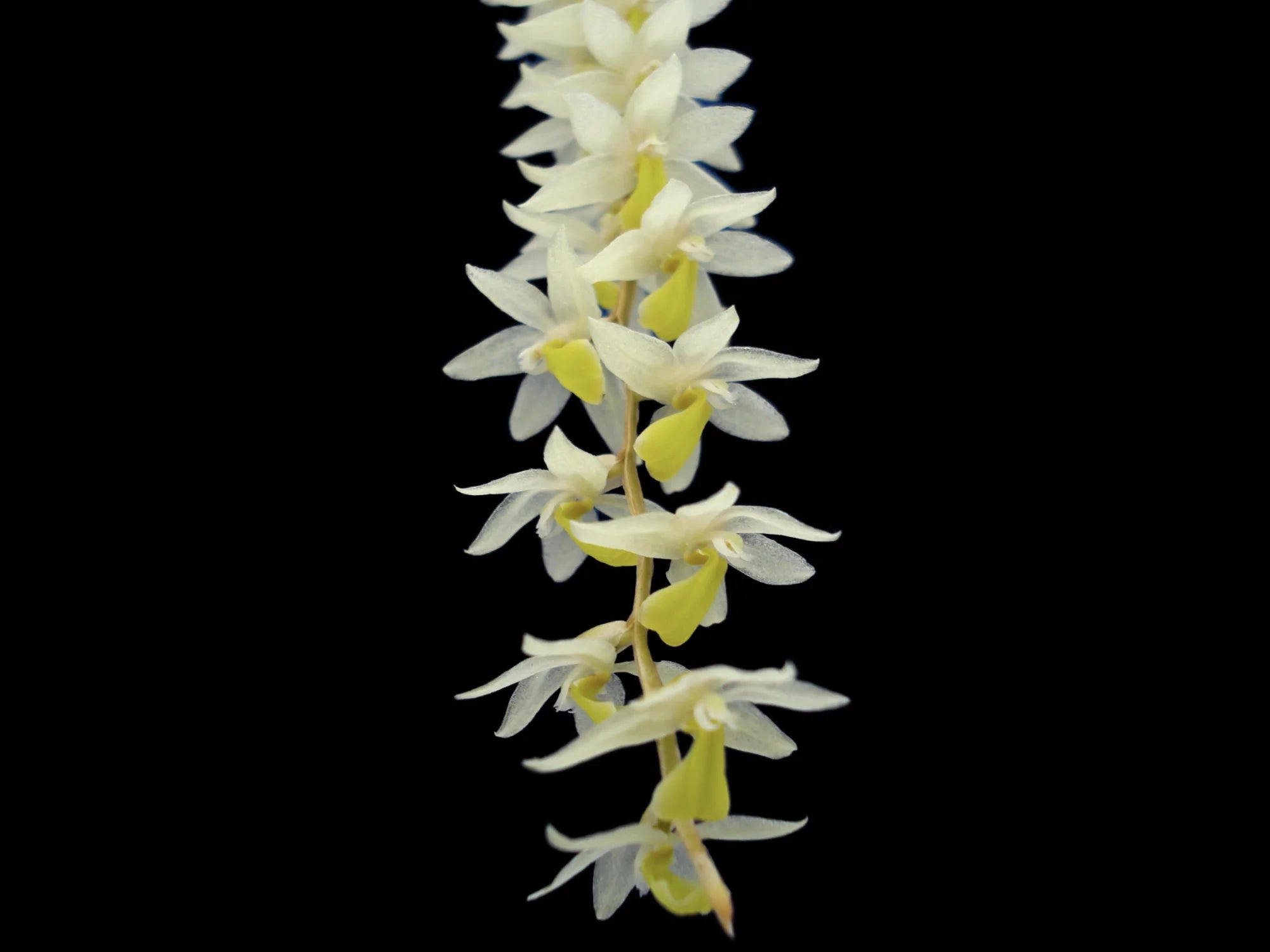 Dendrochilum wenzelii
