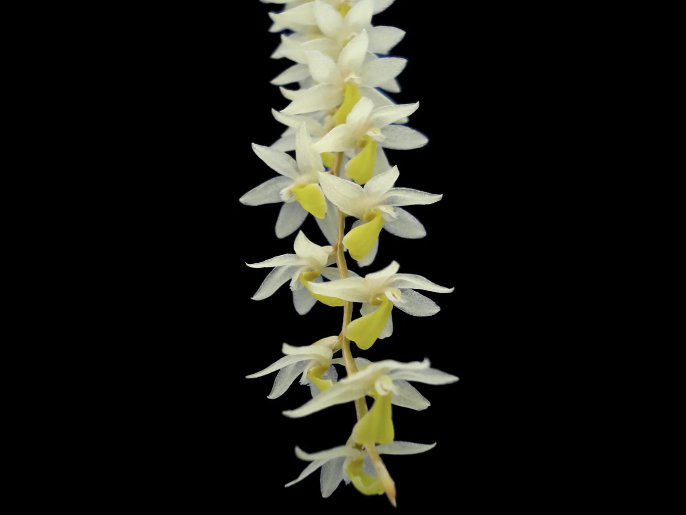 Dendrochilum