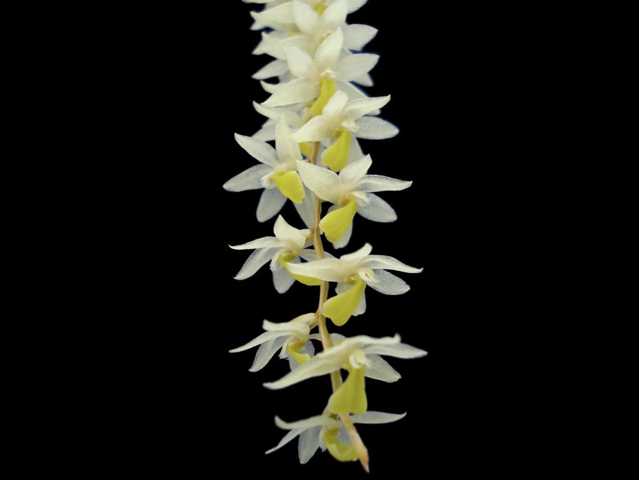 Dendrochilum wenzelii