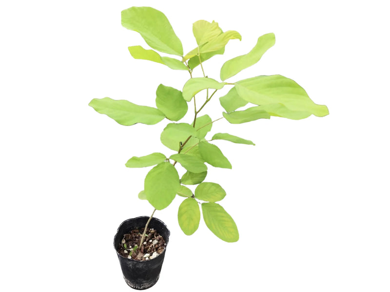 Dendrolobium umbellatum