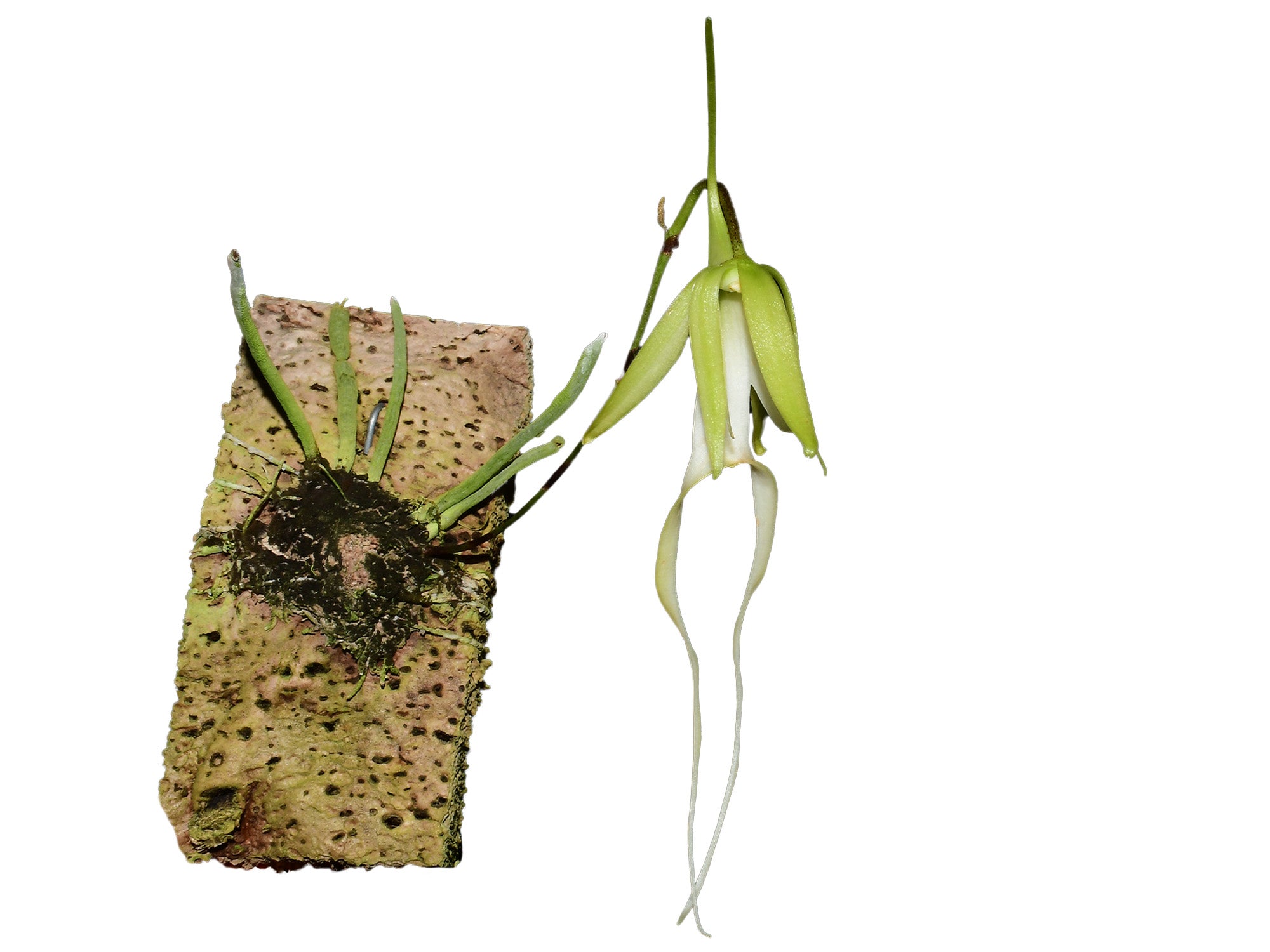 Dendrophylax sallei