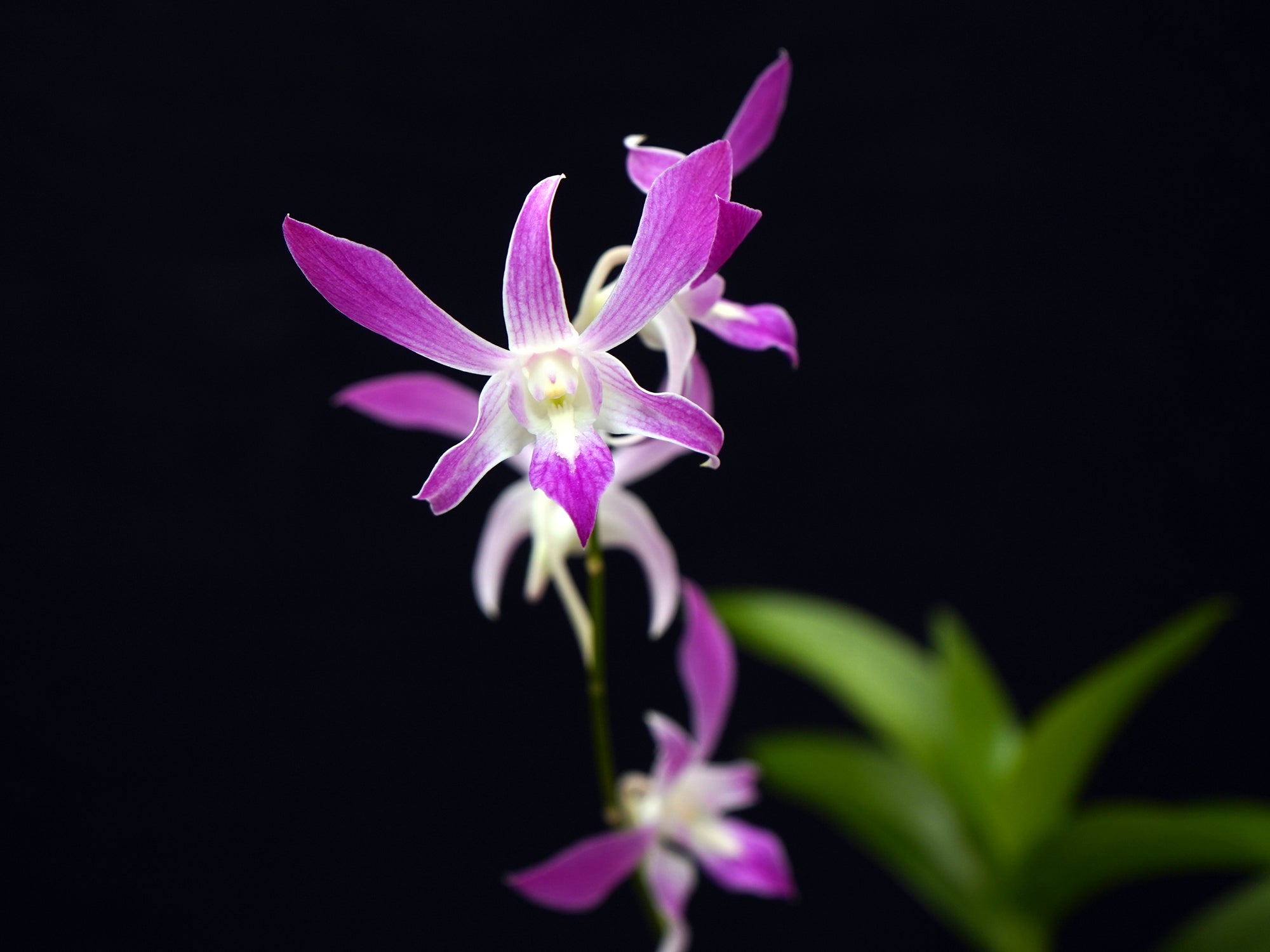 Dendrobium Caesar 'Warawan' Pink x Dend. lasianthera #527
