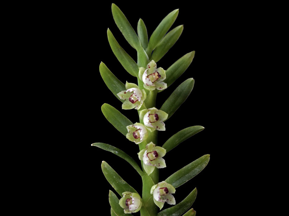 Dichaea ancoraelabia