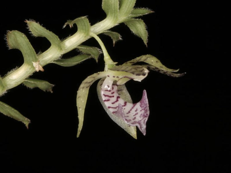 Dichaea camaridioides